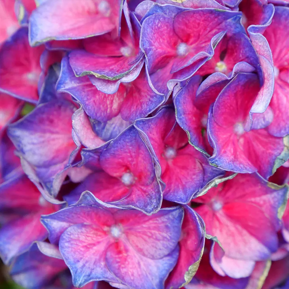 Proven Winners® Wee Bit Grumpy® Hydrangea - Compact Reblooming Bigleaf Shrub 3
