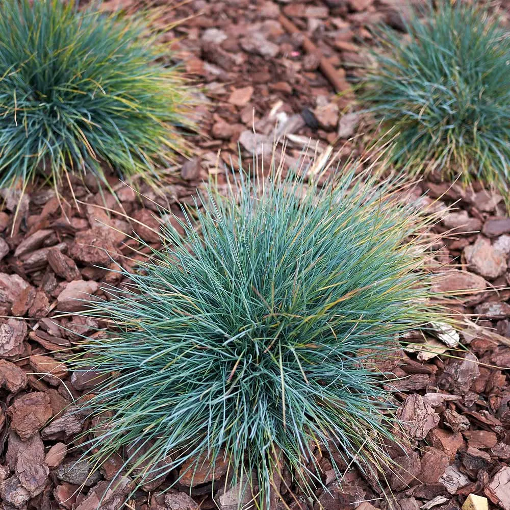 Blue Fescue Grass (Festuca glauca) Ornamental Perennial Clumping Grass 1