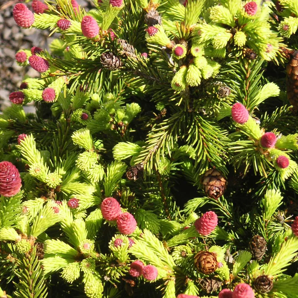 Pusch Norway Spruce (Picea abies 'Pusch') - Dwarf Evergreen Shrub 2