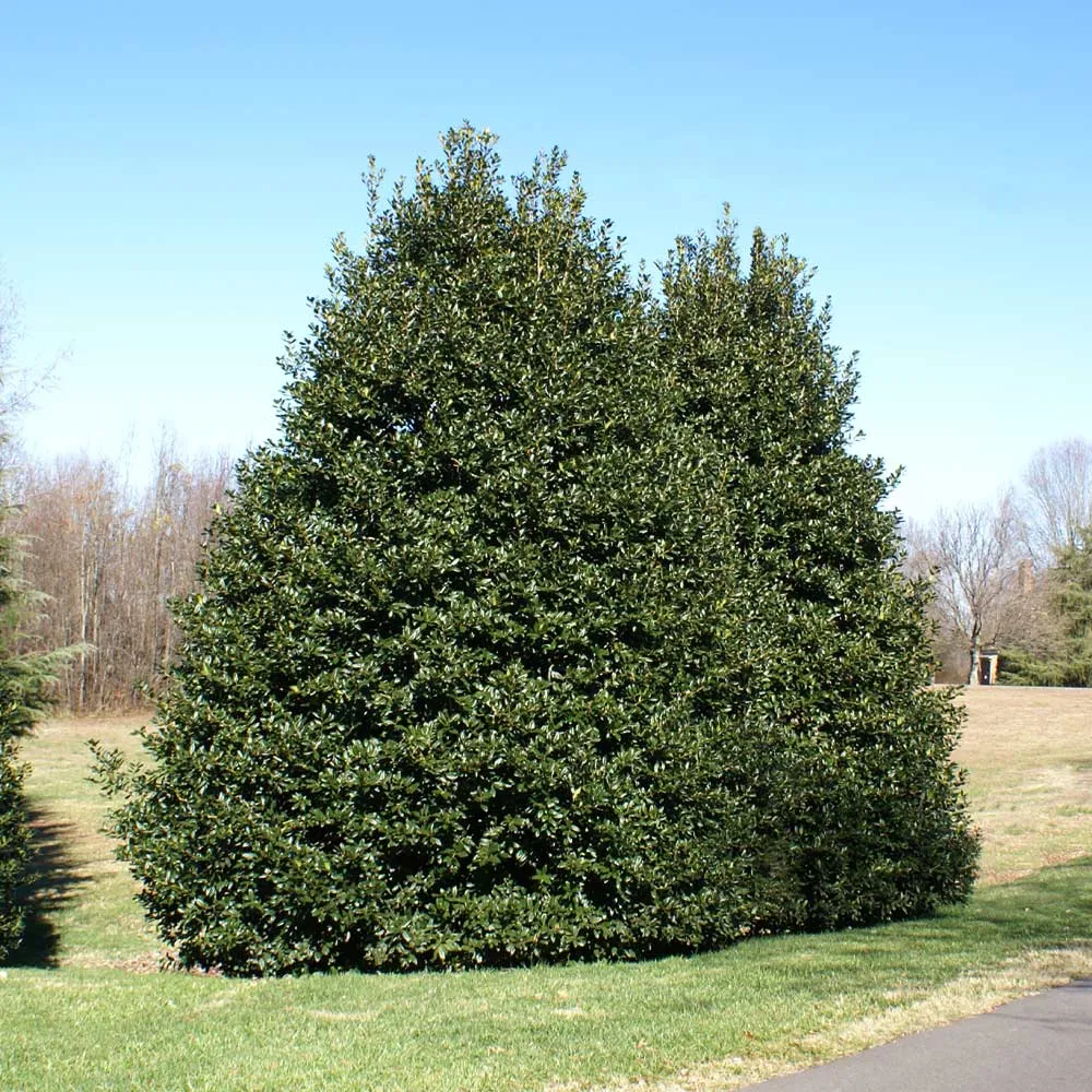 American Holly Shrub (Ilex opaca) Broadleaf Evergreen Landscape Plant 2