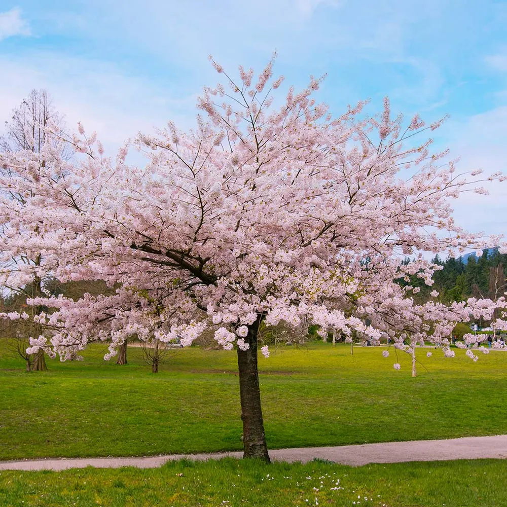 Akebono Cherry Tree (Prunus x yedoensis 'Akebono') Ornamental Flowering Tree