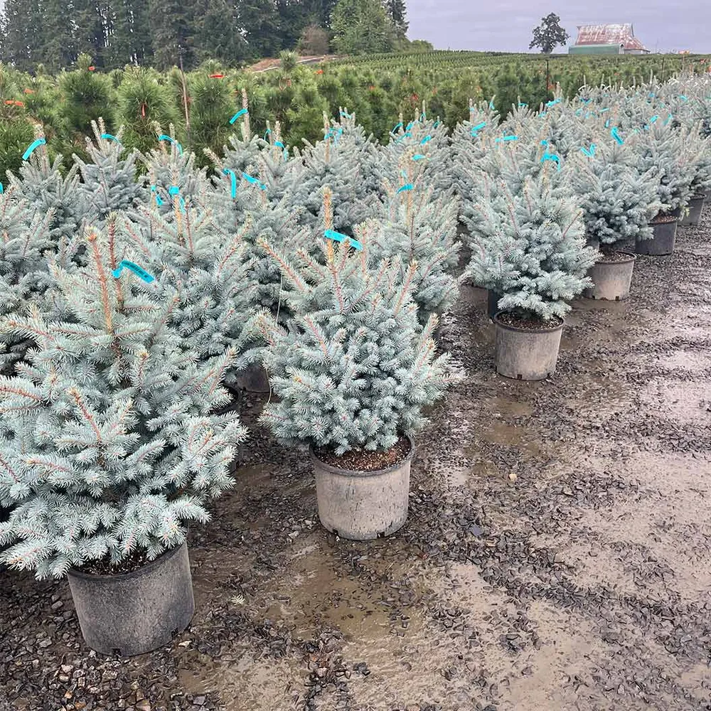 Blue Waves Colorado Spruce Artificial Christmas Tree 4