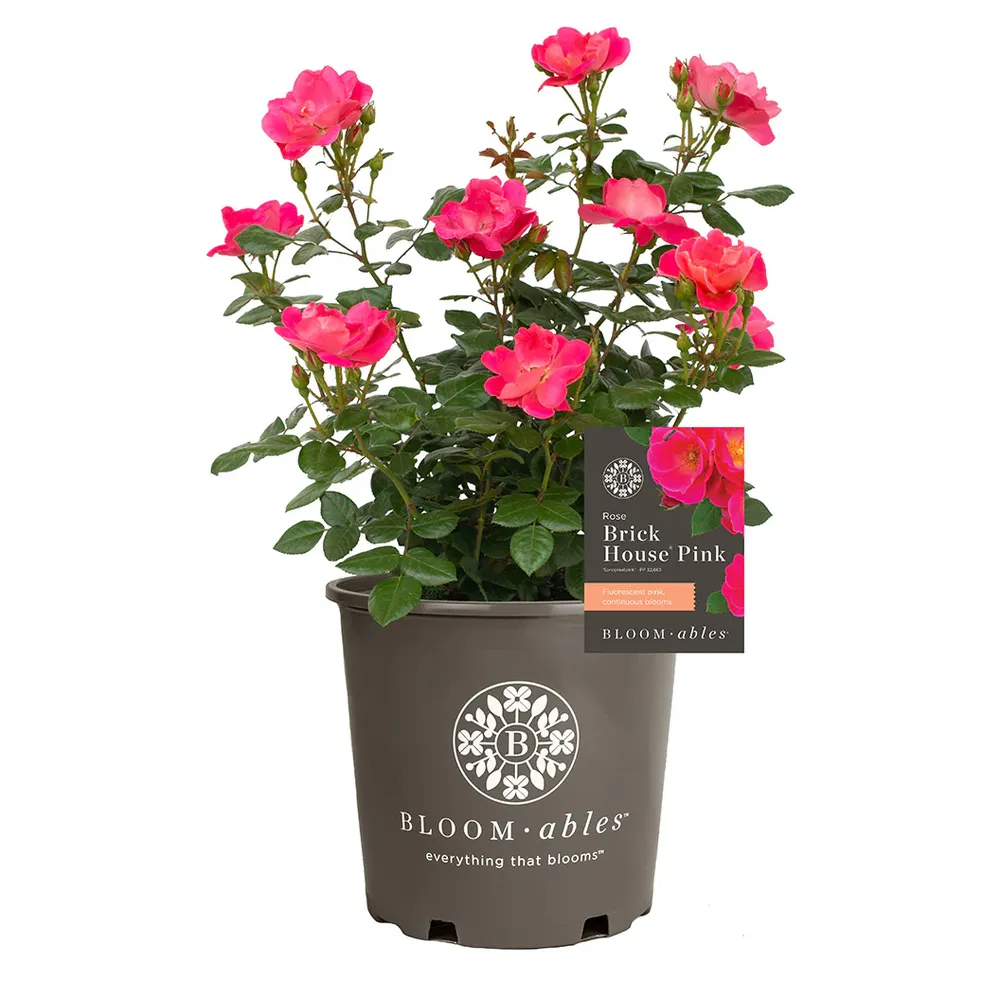 Brick House Pink Rose - Repeat Blooming Garden Shrub 3