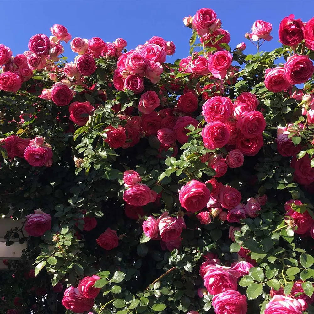 Pretty In Pink Eden Climber® Rose 2