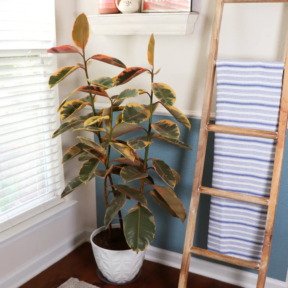 Ficus Ruby Variegated Rubber Plant - Indoor Ornamental Foliage 1