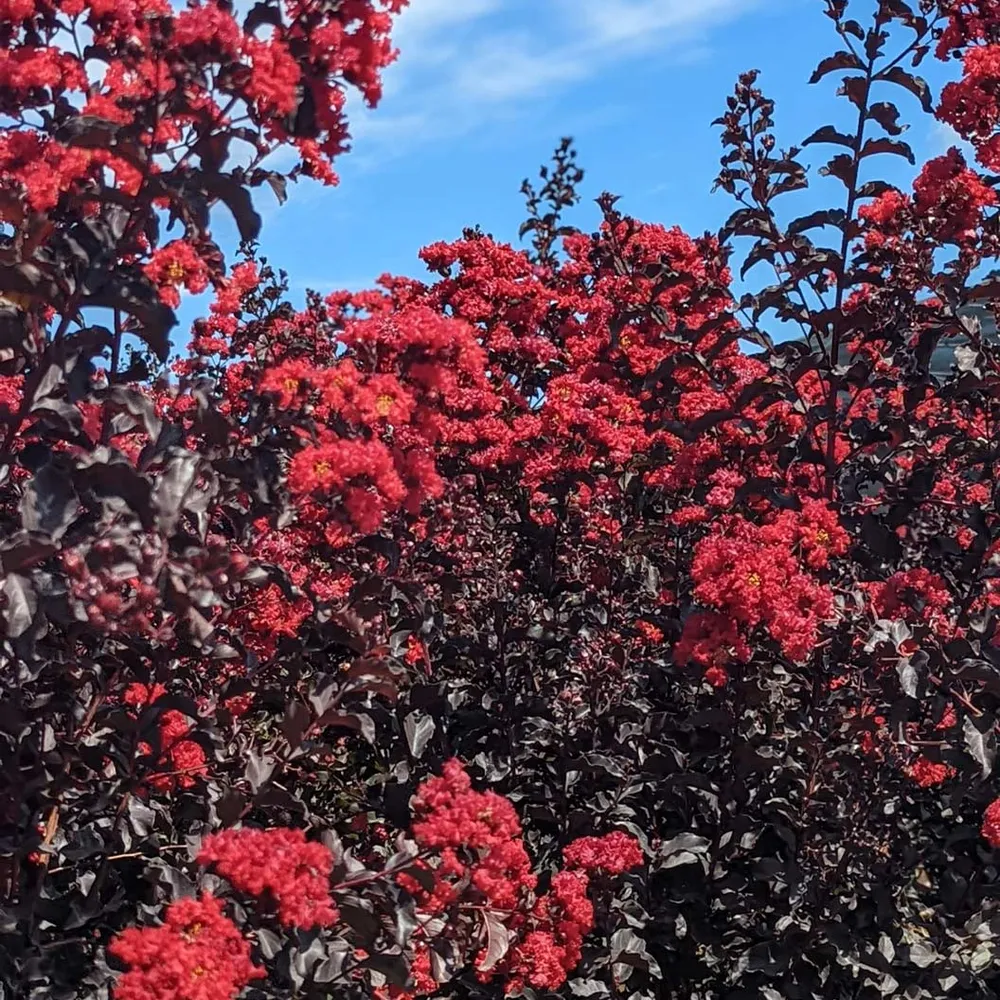 Crimson Crown™ Crape Myrtle Shrub - Dark Foliage Ornamental Plant 3