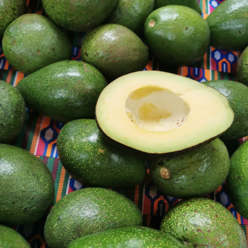 Fuerte Avocado Tree - Evergreen Fruit-Bearing Tree for Home Orchards
