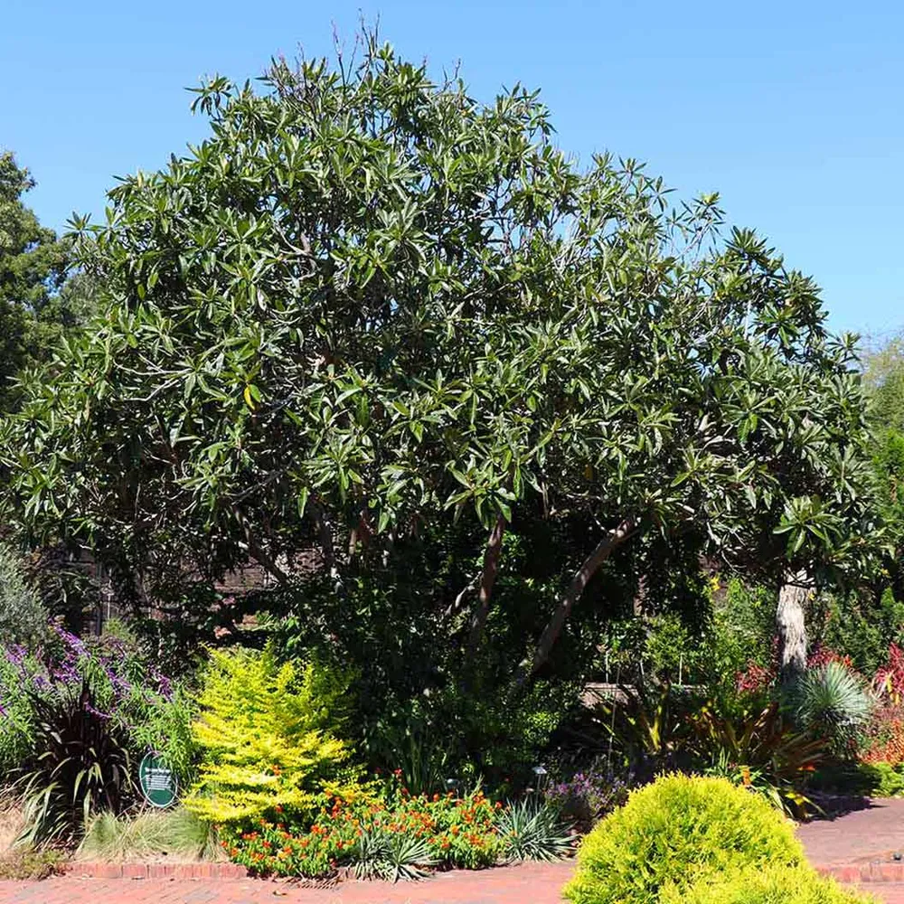 Loquat 'Japanese Plum' Fruit Tree - Evergreen Ornamental and Edible Tree 1