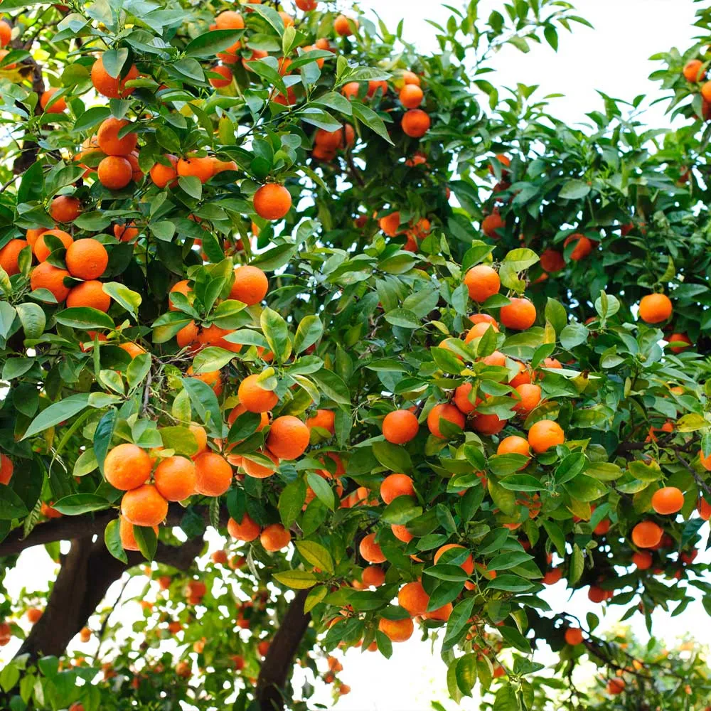 Hamlin Sweet Orange Tree - Citrus sinensis Live Fruit Tree