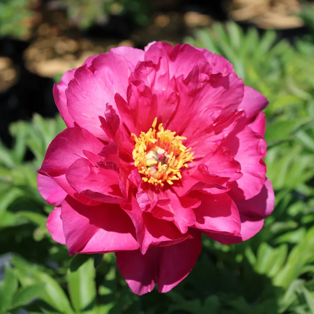 Hot Tamale™ Itoh Peony Intersectional Hybrid Shrub 1