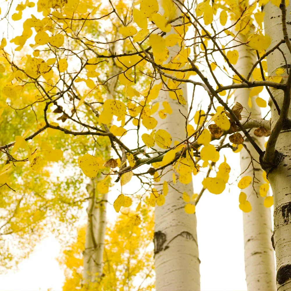 Realistic Quaking Aspen Artificial Tree for Indoor Home and Office Decor 2