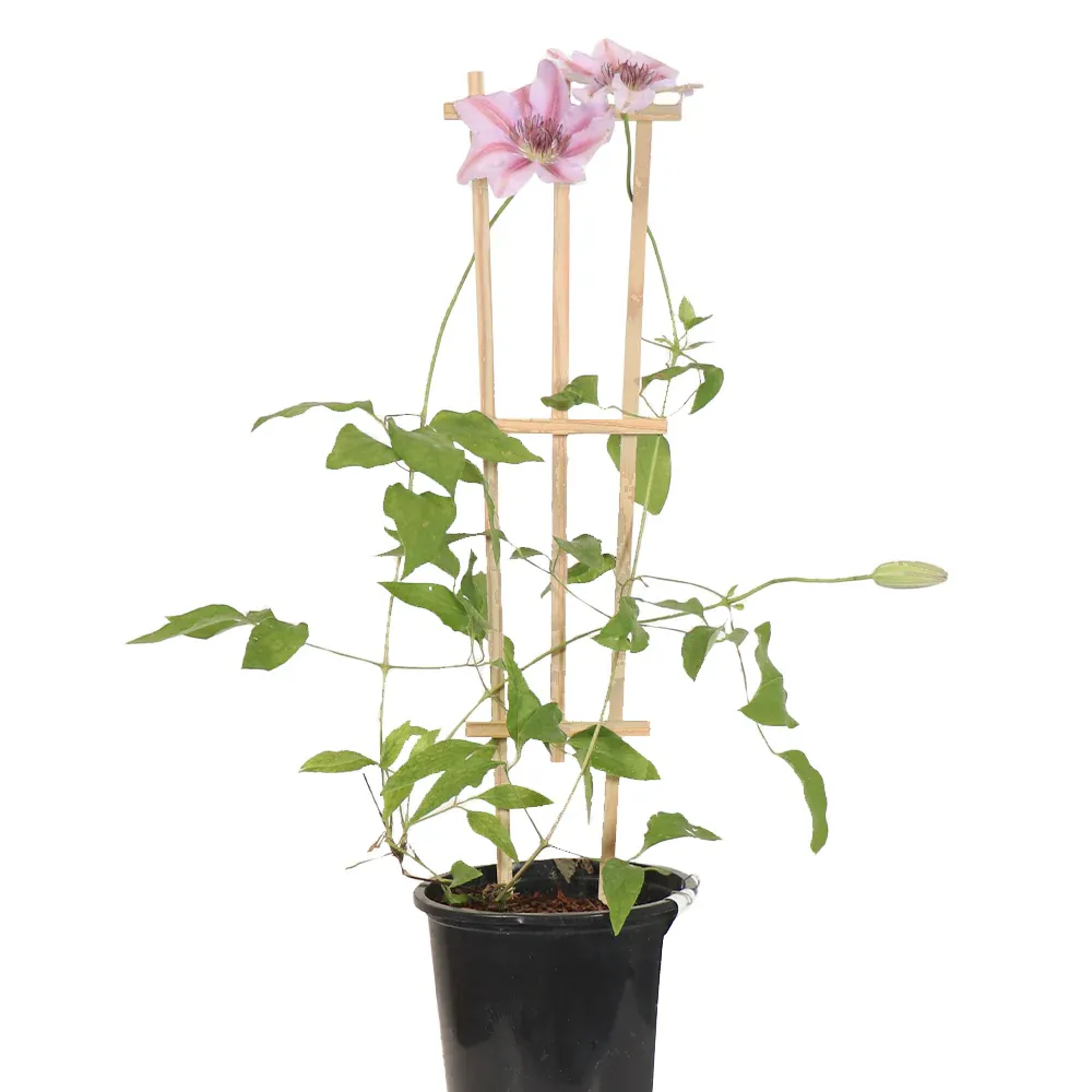 Pressure-Treated Wood Training Trellis for Climbing Plants 1