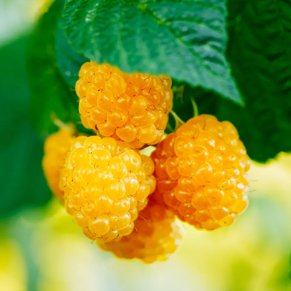 Golden Raspberry Plant - USDA Organic Heirloom Berry Bush