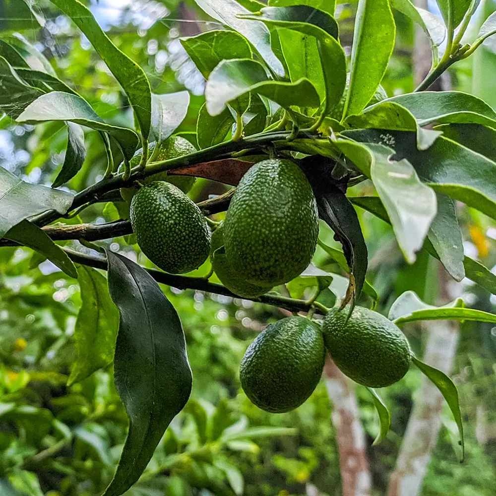 Reed Avocado Decorative Artificial Fruit Prop 1