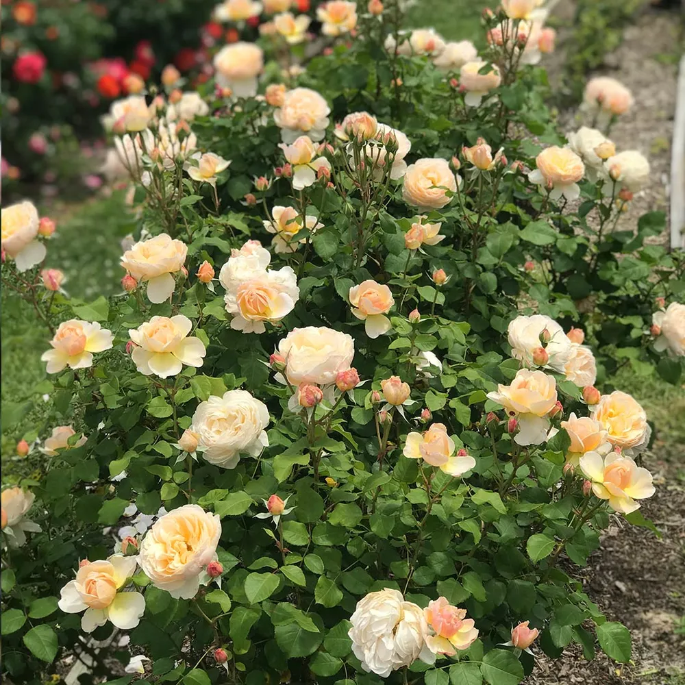 Moonlight in Paris® Rose Shrub - Fragrant Floribunda Garden Plant 5