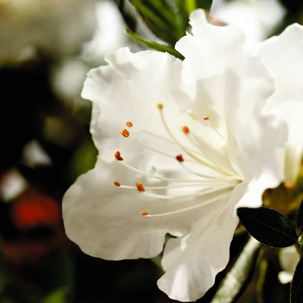 Autumn Angel® Encore® Azalea Reblooming Evergreen Shrub 1