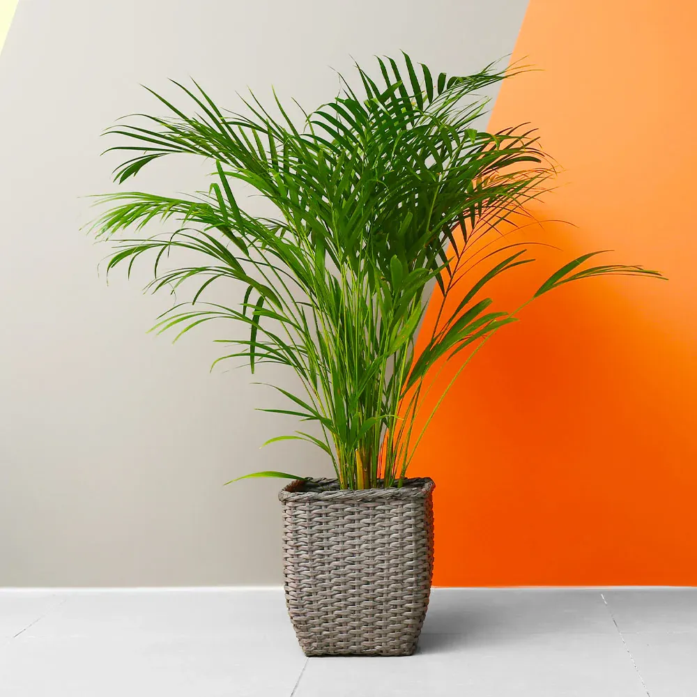Lifelike Artificial Areca Palm Tree for Indoor Home and Office Decoration 2