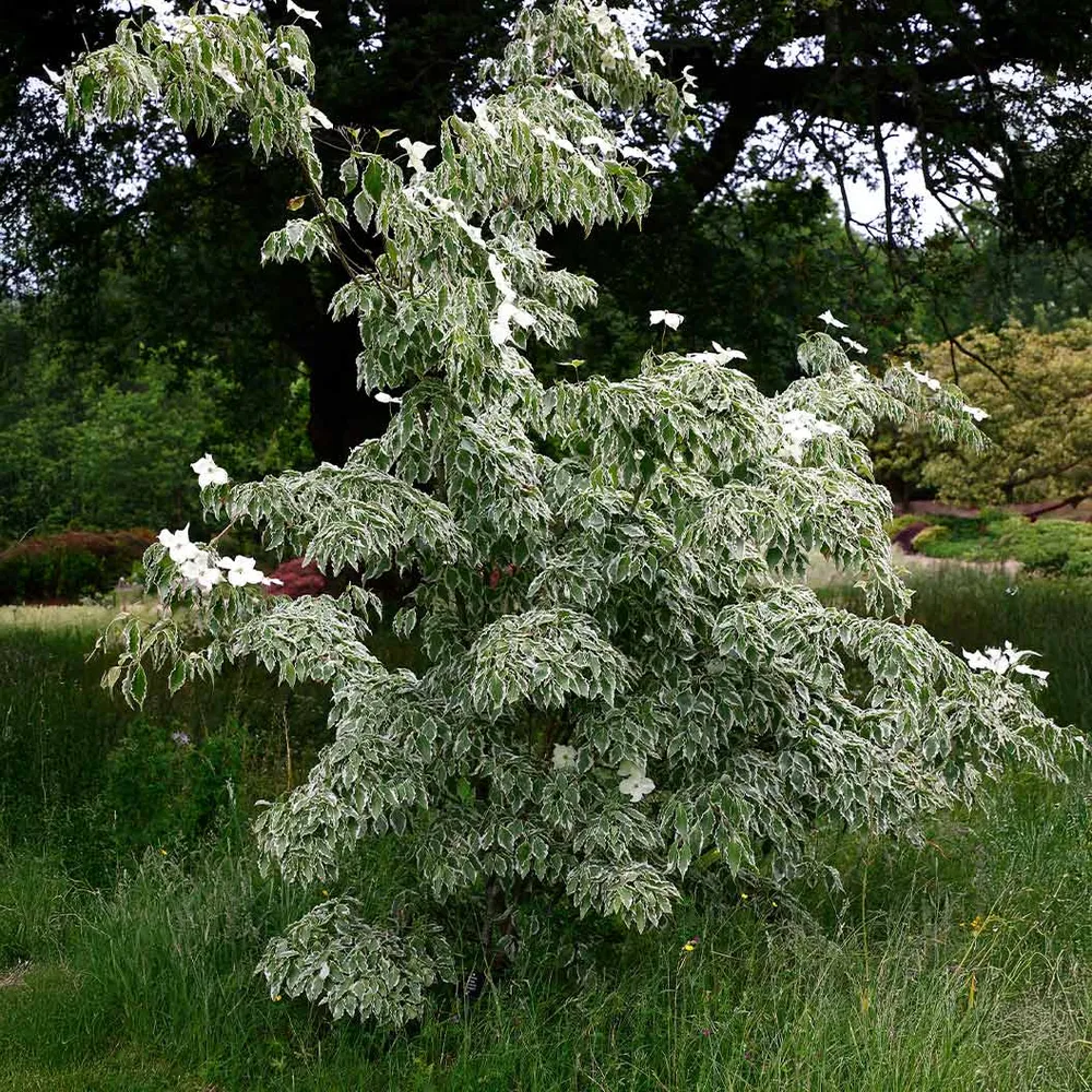 Samaritan® Dogwood Tree (Cornus Hybrid) 2