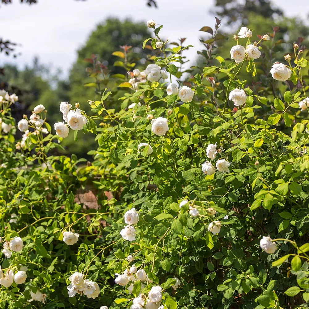 Claire Austin® English Climbing Rose - Pale Cream Fragrant Shrub 2
