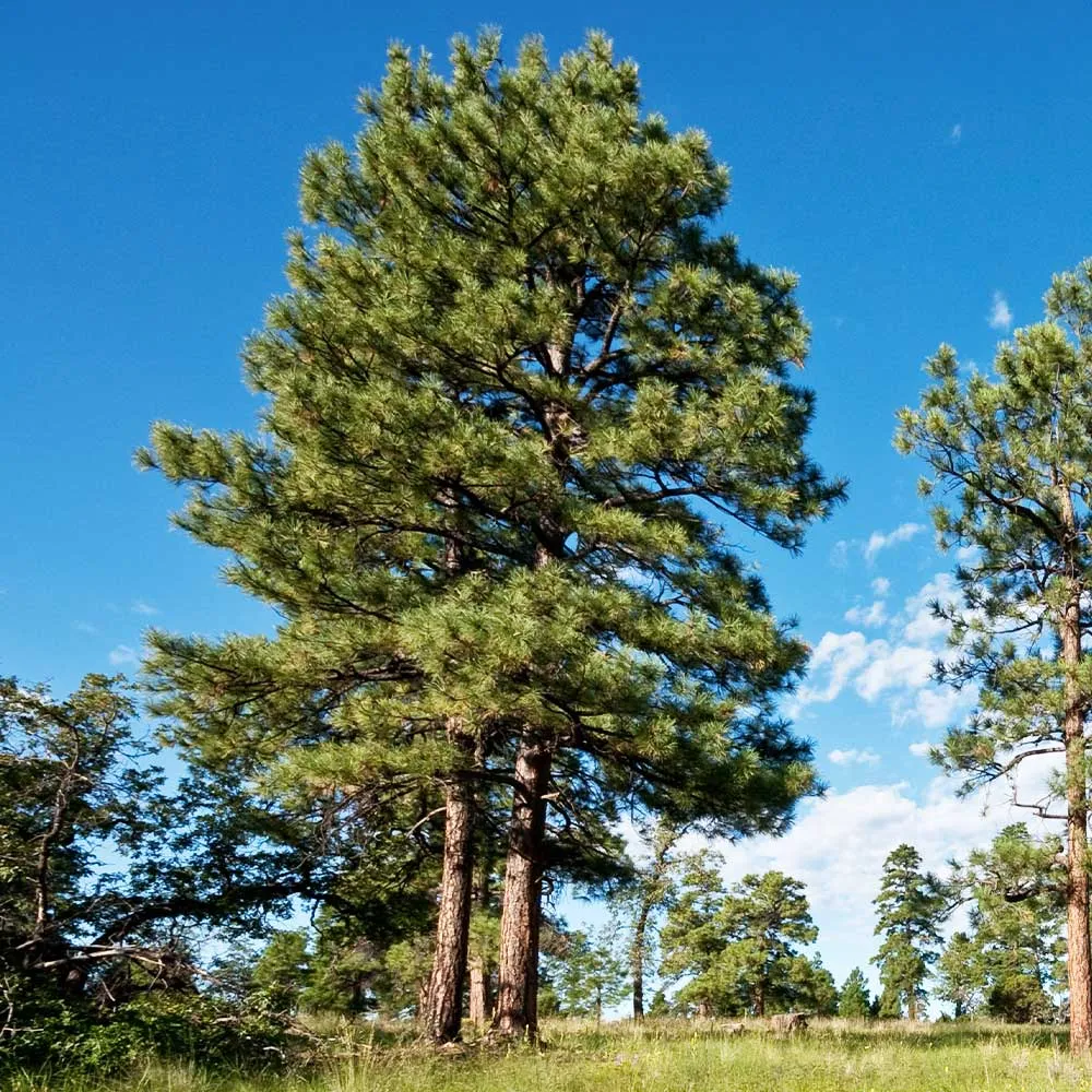 Black Hills Ponderosa Pine Artificial Tree with Realistic Needle Texture