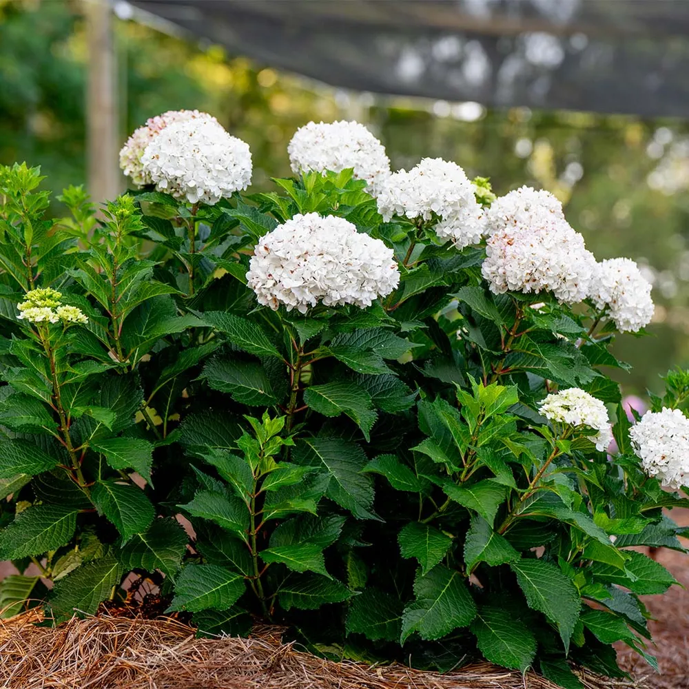 Endless Summer® Dreamcloud™ Hydrangea - Reblooming White Flowering Shrub