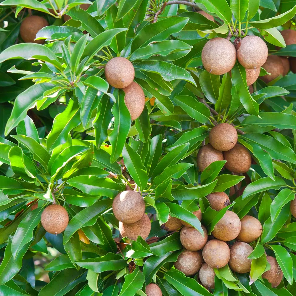 Sapodilla Tree (Manilkara zapota) - Live Tropical Fruit Sapling 1