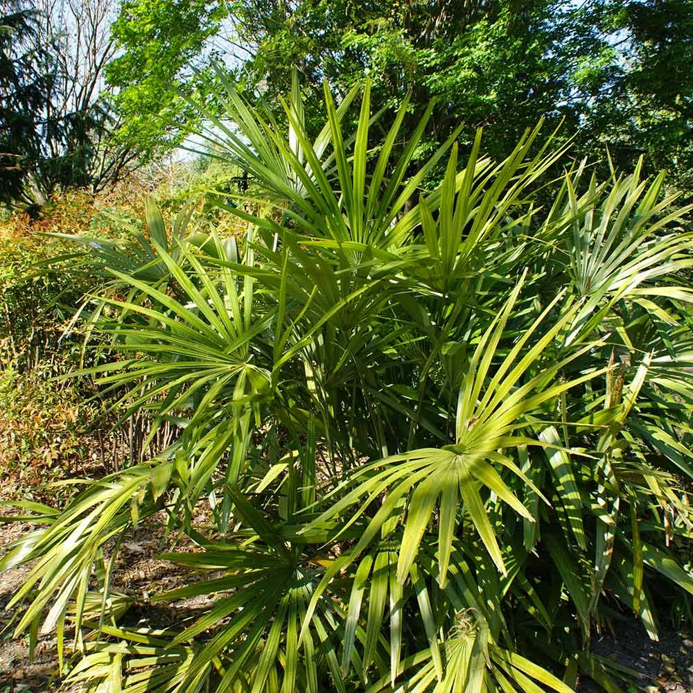 Needle Palm Tree (Rhapidophyllum hystrix) Cold-Hardy Ornamental Palm 1