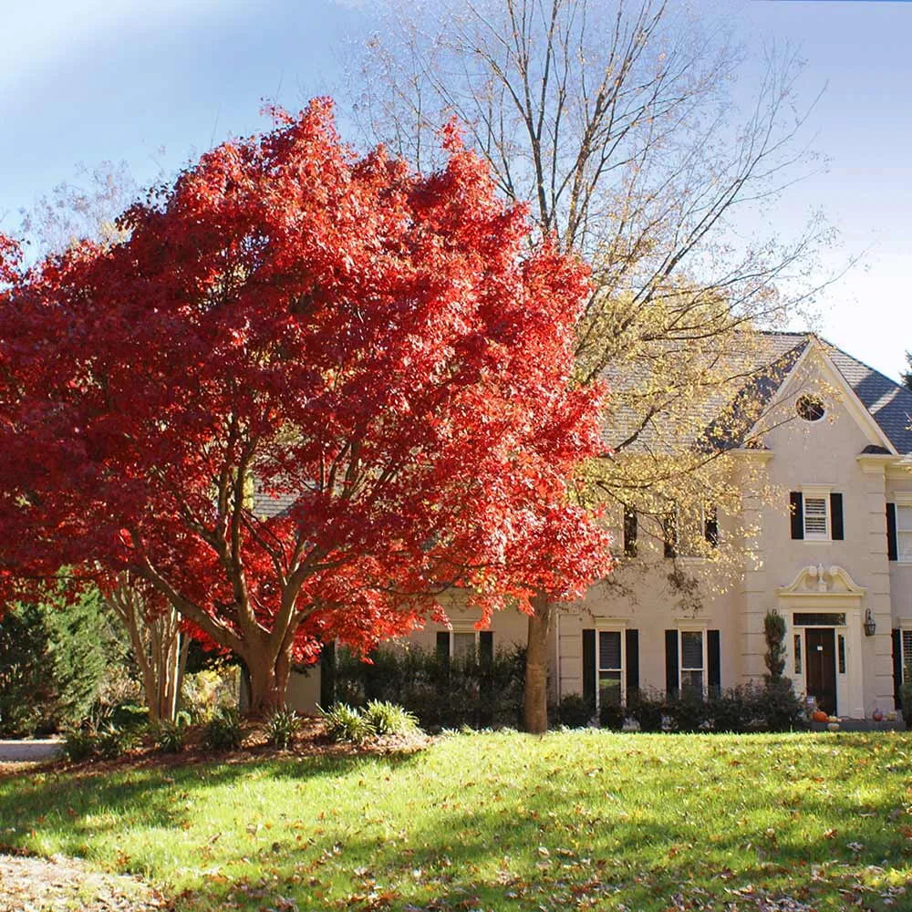 Red Japanese Maple Tree (Acer Palmatum) for Ornamental Garden Landscaping