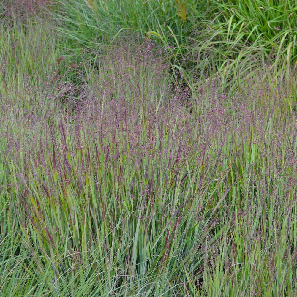 Heavy Metal Blue Switch Grass (Panicum virgatum) - Upright Ornamental Perennial