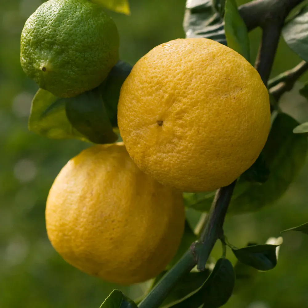 Live Bergamot Orange Tree (Citrus Bergamia) for Indoor and Outdoor Cultivation 1