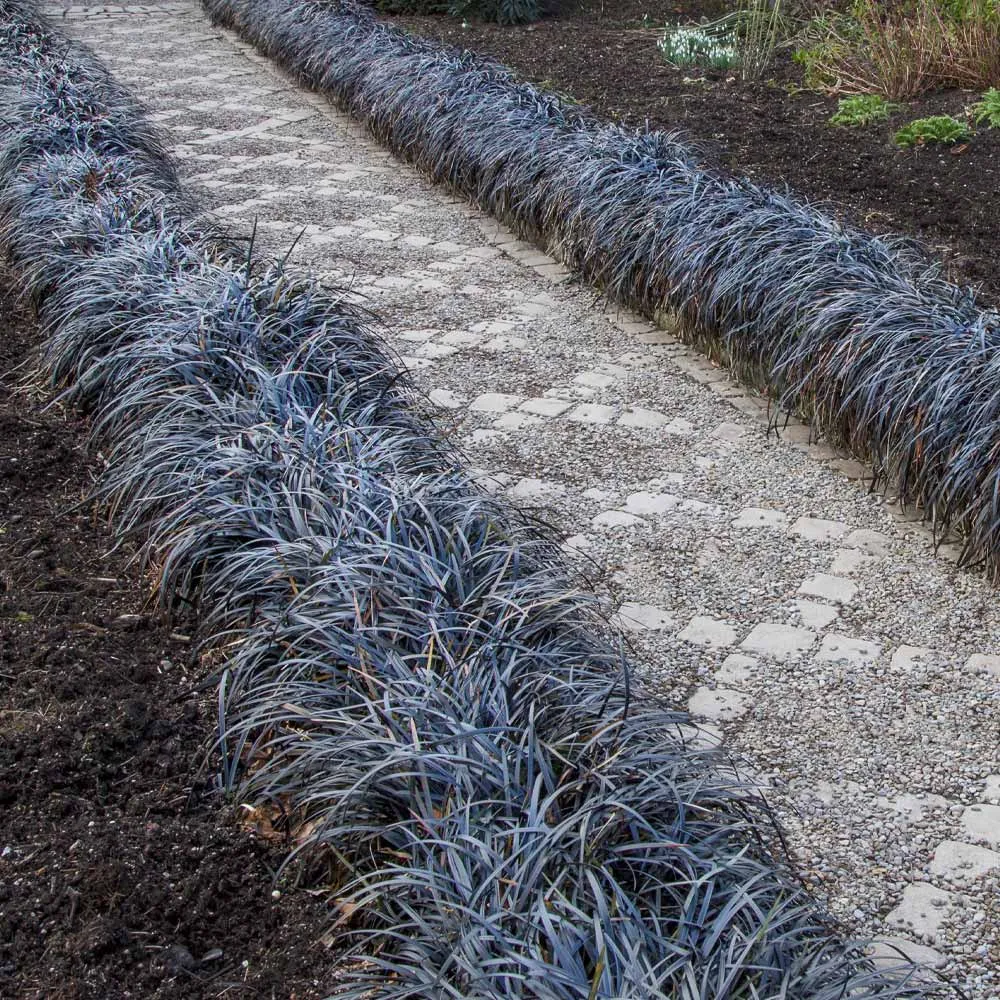 Black Mondo Grass (Ophiopogon planiscapus 'Nigrescens') Ornamental Perennial