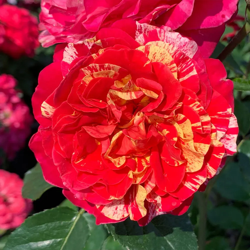 Bloomables® Winning Streak™ Rose - Continuous Blooming Shrub Rose