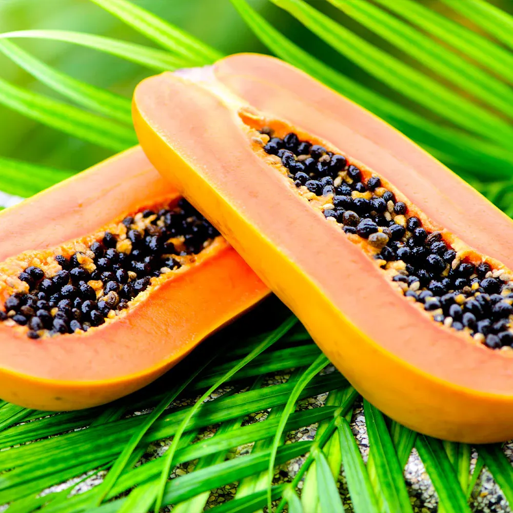 Tropical Papaya Tree Live Fruit Plant for Home and Garden 4
