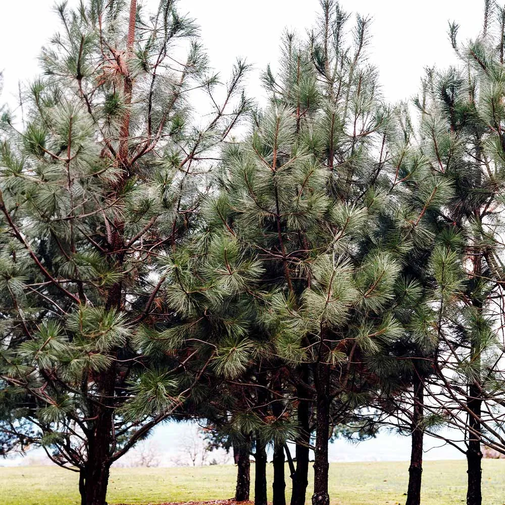 Black Hills Ponderosa Pine Artificial Tree with Realistic Needle Texture 3