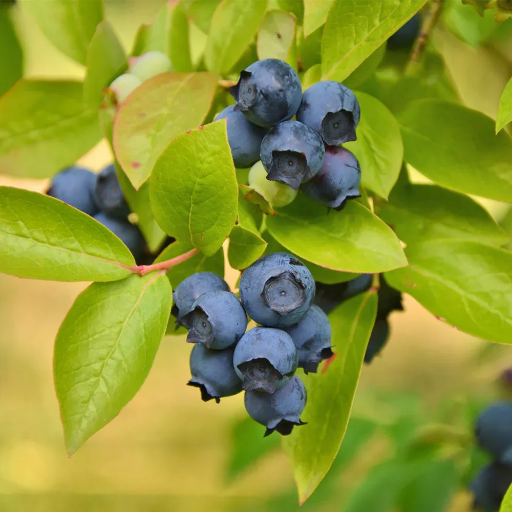Biloxi Southern Highbush Blueberry Bush - Deciduous Fruit Shrub