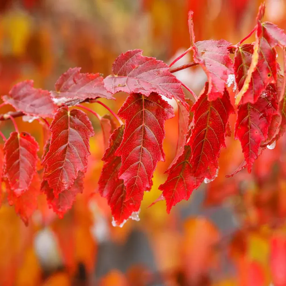 Flame Amur Dwarf Maple Tree - Compact Acer Ginnala Ornamental Shrub 3