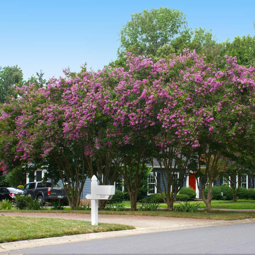 Twilight Crape Myrtle Tree - Deciduous Ornamental Flowering Plant 3
