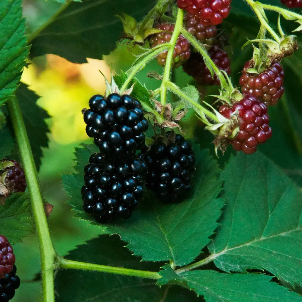 Sweetie Pie Thornless Blackberry Bush - Productive Fruit-Bearing Plant 1