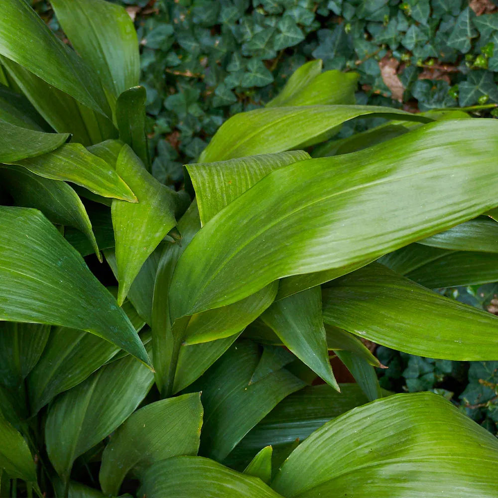 Cast Iron Plant (Aspidistra elatior) Hardy Indoor Evergreen Houseplant 1