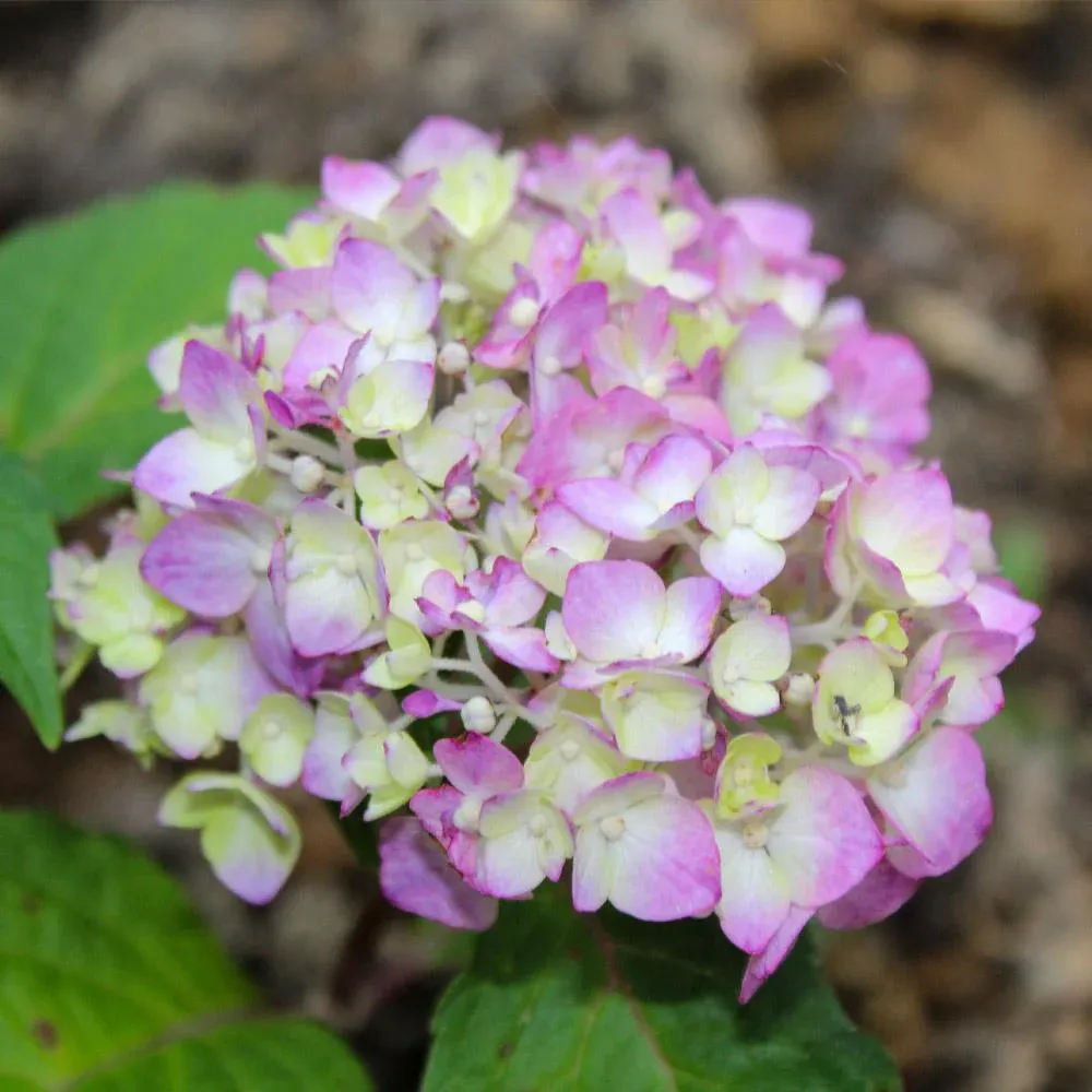 Endless Summer® BloomStruck® Reblooming Hydrangea Shrub 2