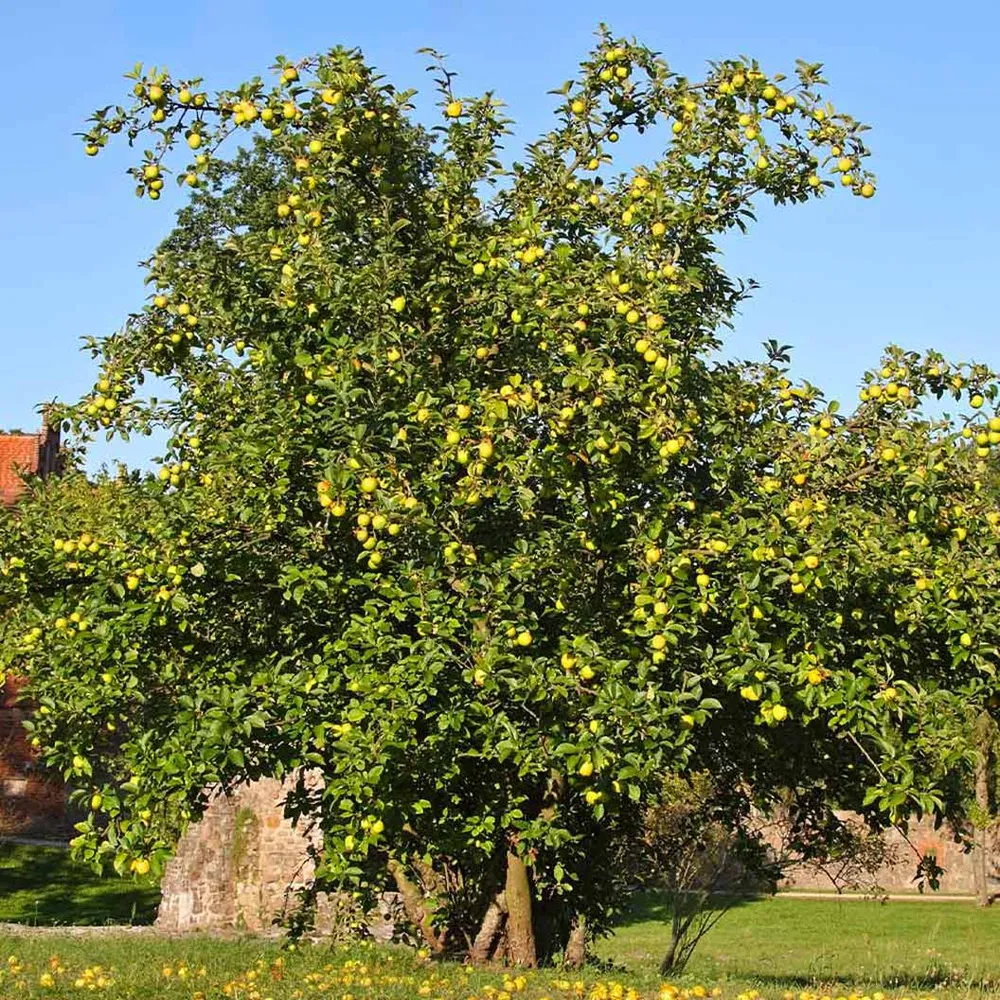 Dorsett Golden Apple Tree - Low-Chill Deciduous Fruit Variety 1