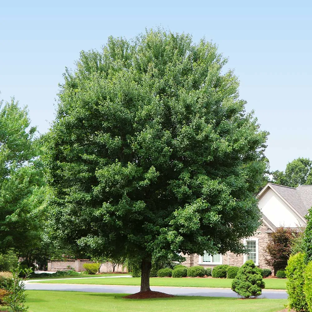 Artificial American Red Maple Tree for Indoor Home and Office Decor 2