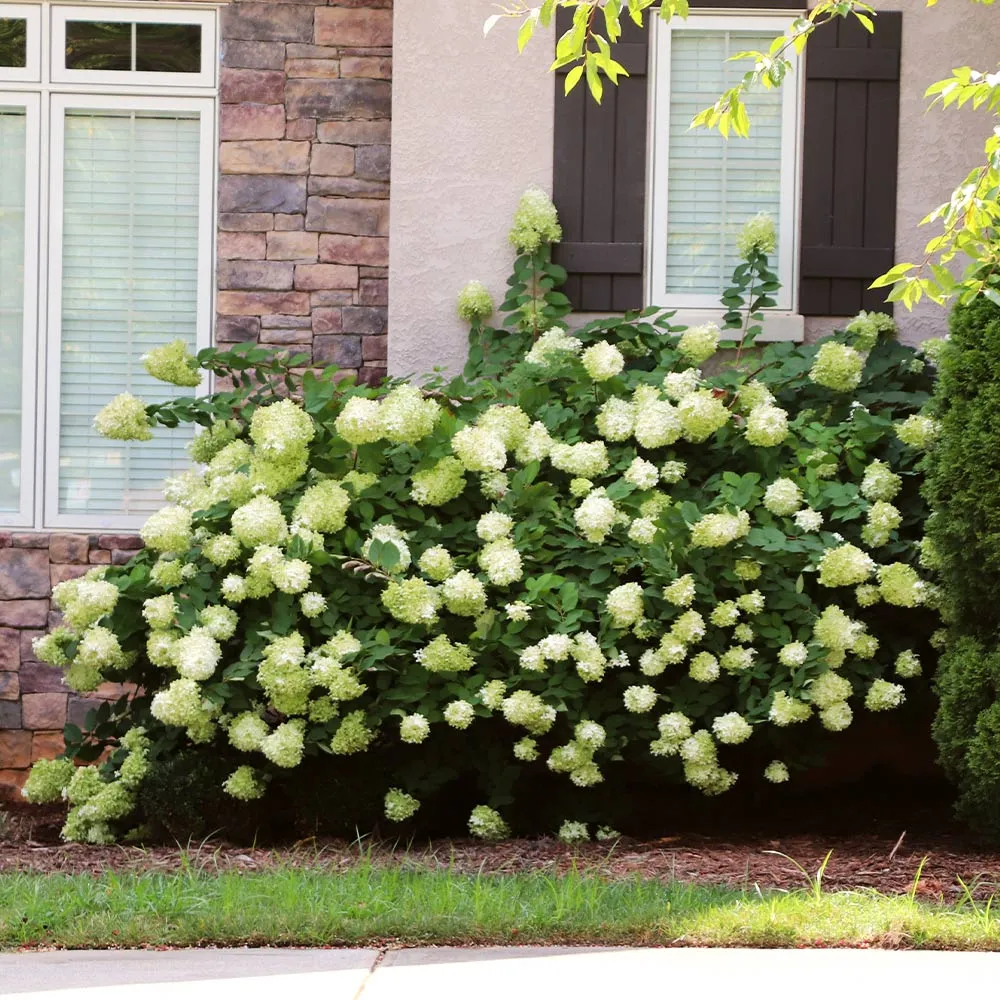 Proven Winners® Little Lime® Panicle Hydrangea Shrub 2