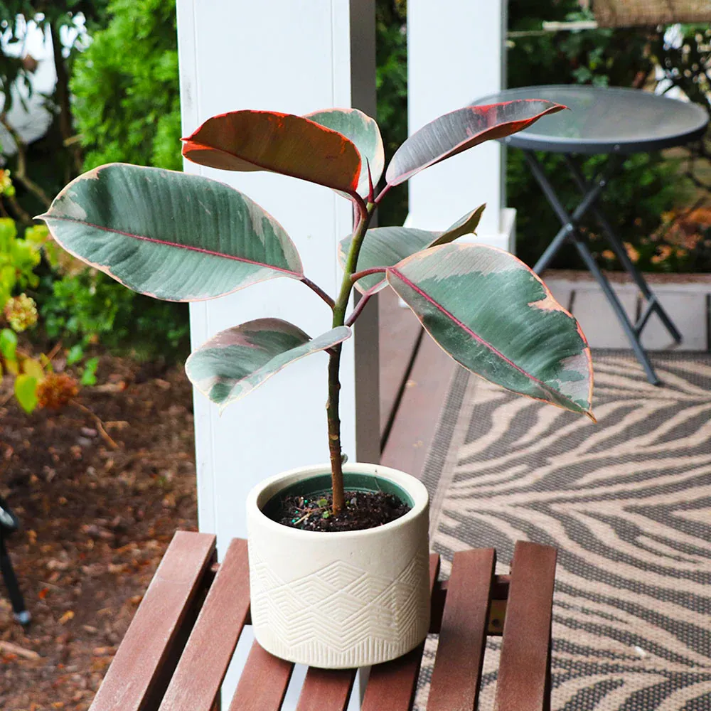 Ficus Ruby Variegated Rubber Plant - Indoor Ornamental Foliage 2