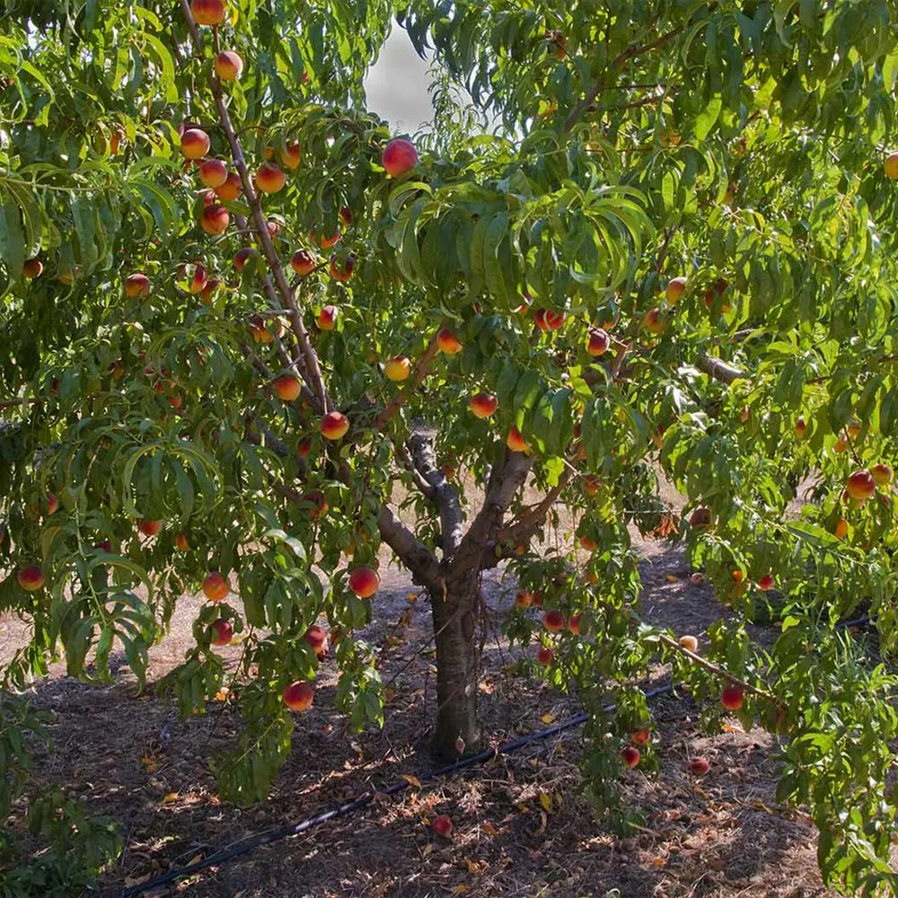 Frost Proof Peach Tree - Cold Hardy Fruit Variety 1