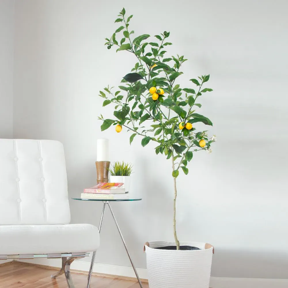 Live Meyer Lemon Tree for Indoor and Outdoor Container Gardening 1