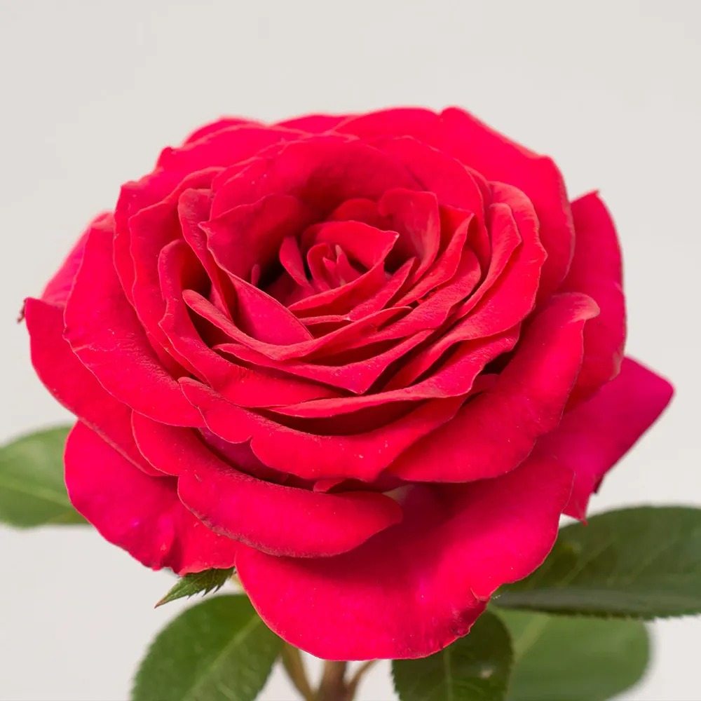 Bloomables® Stiletto Rose - Compact Floribunda Rose Bush 1