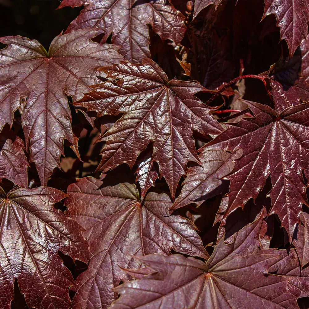 Royal Red Norway Maple Tree (Acer platanoides)