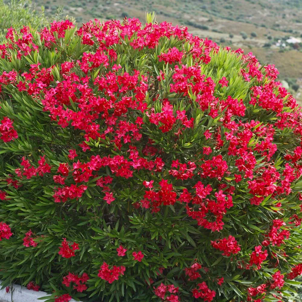 Red Oleander Ornamental Flowering Shrub