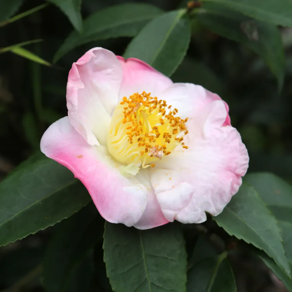 Hana-Jiman Camellia Botanical Conditioning Oil for Hair and Skin 1